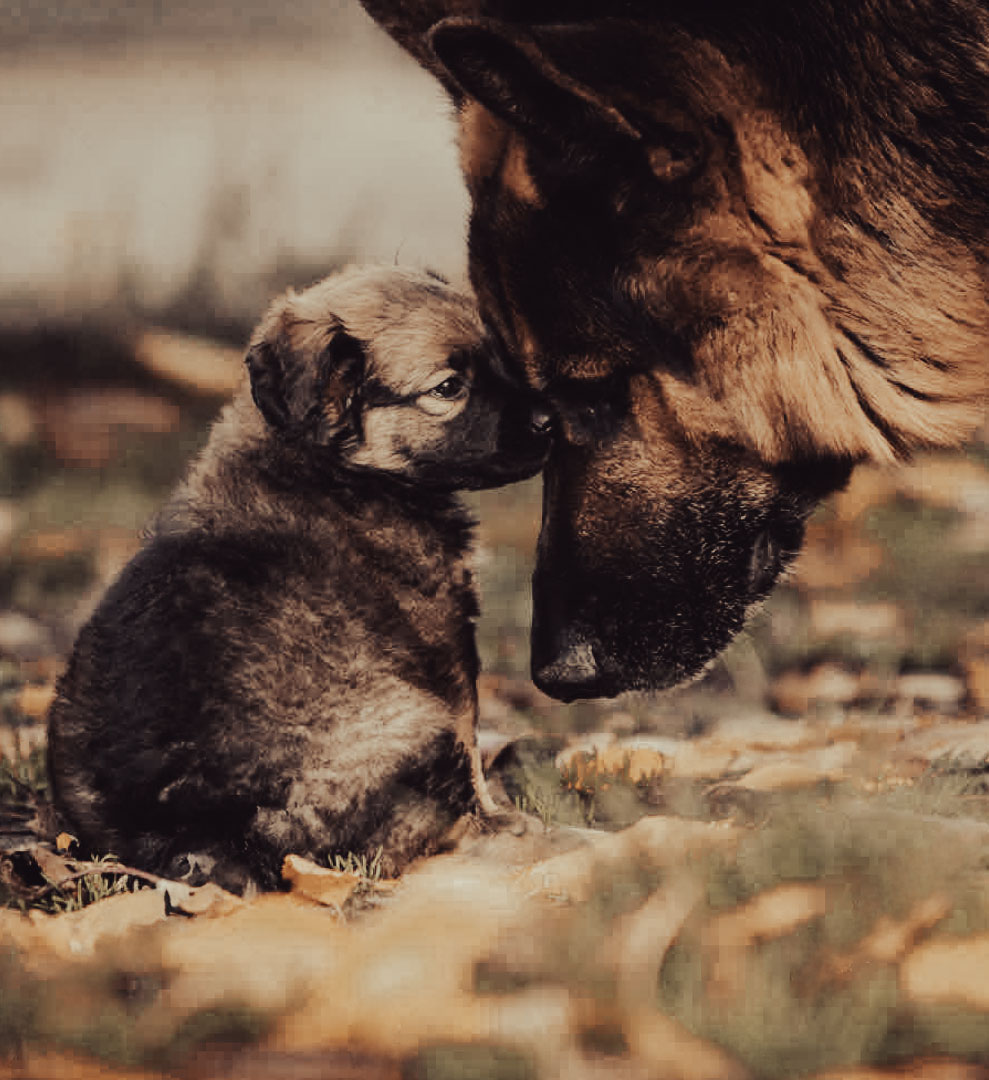 slide-01-large-image-righ-1t